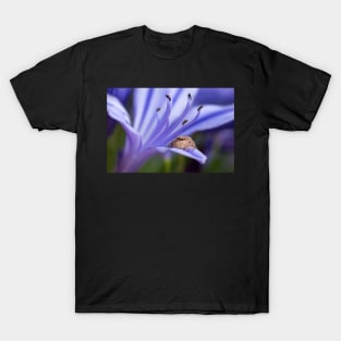 Jumping Spider on Agapanthus Macro T-Shirt